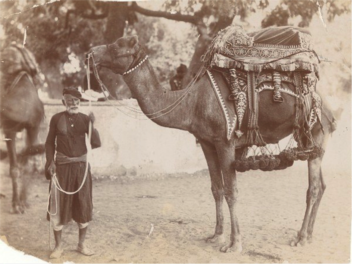 beautifully decorated Camel