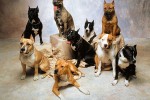 top ten Dog Breed