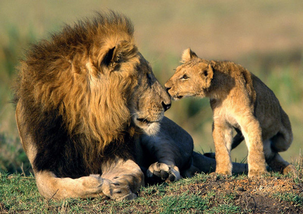 Best National Parks of India
