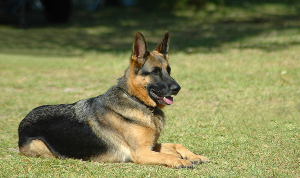 German Shepherds Dog