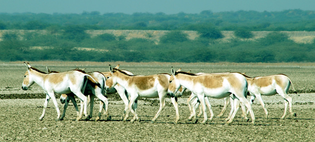 Indian Wild Ass Sanctuary, Gujarat