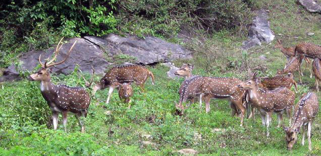 Parambikulam Wildlife Sanctuary Kerala